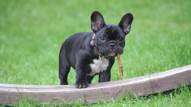 Questions-To-Ask-Before-Buying-A-French-Bulldog-Sydney-Dog-lovers-Should-Know